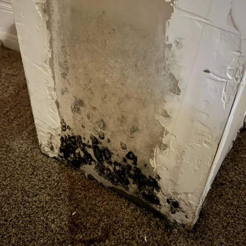 Professional Mold Removal in Sardis City, AL
